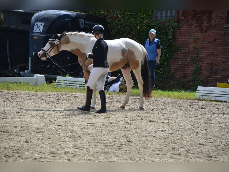 Deutsches Reitpony Hengst 3 Jahre 146 cm Schecke in Ahrensburg