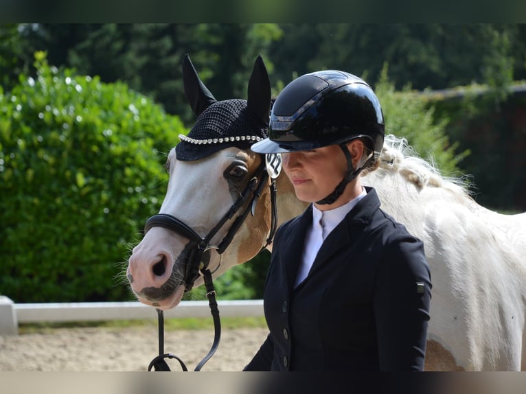 Deutsches Reitpony Hengst 3 Jahre 146 cm Schecke in Ahrensburg