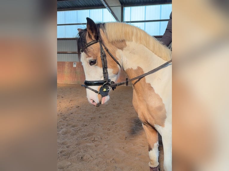 Deutsches Reitpony Hengst 3 Jahre 146 cm Schecke in Ahrensburg