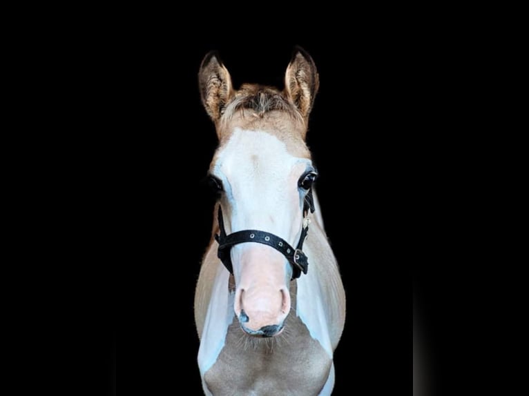 Deutsches Reitpony Hengst 3 Jahre 146 cm Schecke in Ahrensburg