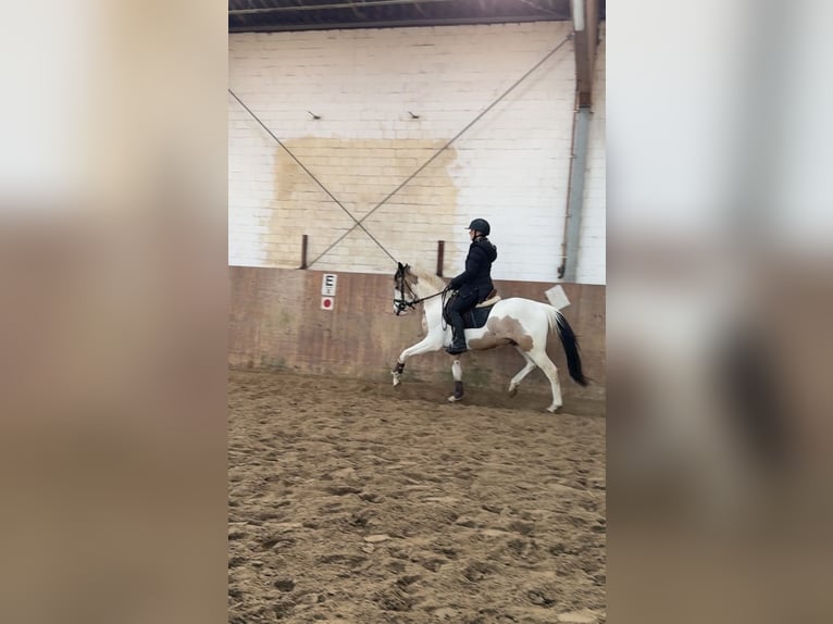 Deutsches Reitpony Hengst 3 Jahre 146 cm Schecke in Ahrensburg