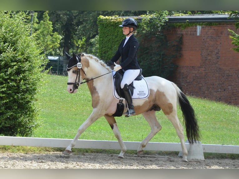 Deutsches Reitpony Hengst 3 Jahre 146 cm Schecke in Ahrensburg
