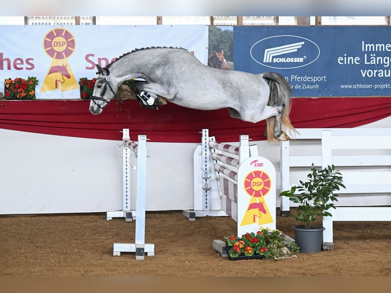 Deutsches Reitpony Hengst 3 Jahre 146 cm Schimmel in Gomadingen