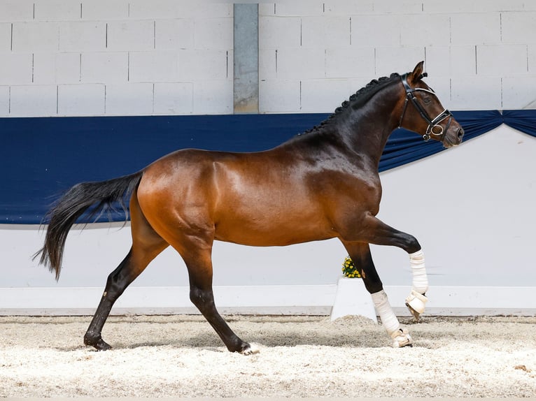 Deutsches Reitpony Hengst 3 Jahre 147 cm Brauner in Marsberg