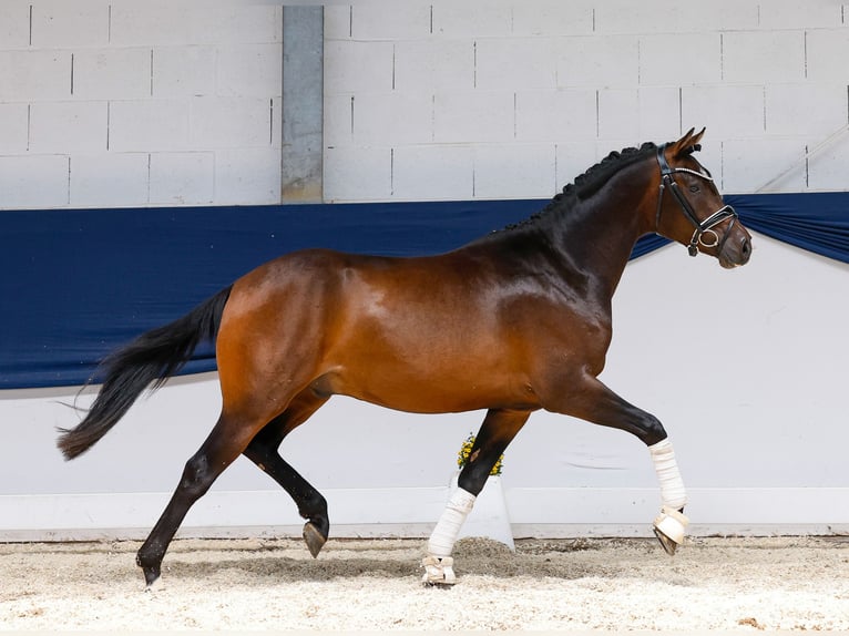 Deutsches Reitpony Hengst 3 Jahre 147 cm Brauner in Marsberg