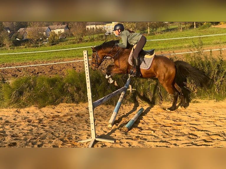 Deutsches Reitpony Hengst 3 Jahre 147 cm Brauner in Strullendorf