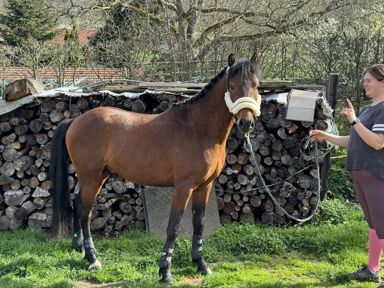 Deutsches Reitpony Hengst 3 Jahre 147 cm Brauner in Strullendorf