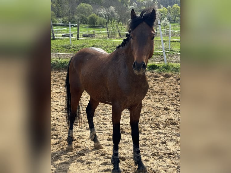 Deutsches Reitpony Hengst 3 Jahre 147 cm Brauner in Strullendorf