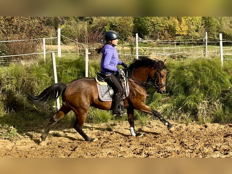 Deutsches Reitpony Hengst 3 Jahre 147 cm Brauner in Strullendorf