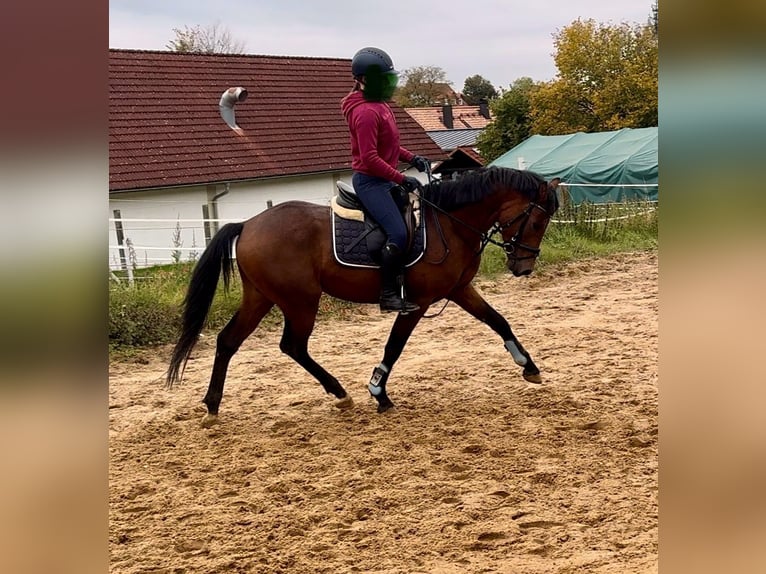 Deutsches Reitpony Hengst 3 Jahre 147 cm Brauner in Strullendorf