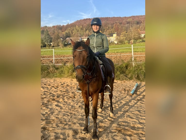 Deutsches Reitpony Hengst 3 Jahre 147 cm Brauner in Strullendorf