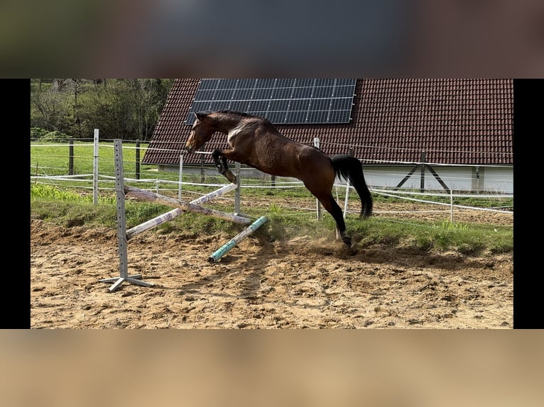 Deutsches Reitpony Hengst 3 Jahre 147 cm Brauner in Strullendorf