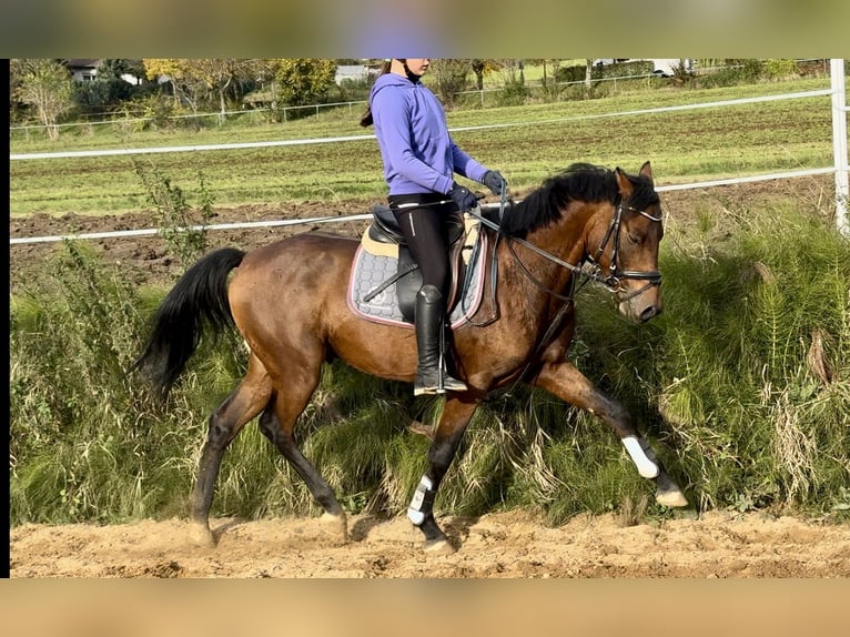 Deutsches Reitpony Hengst 3 Jahre 147 cm Brauner in Strullendorf