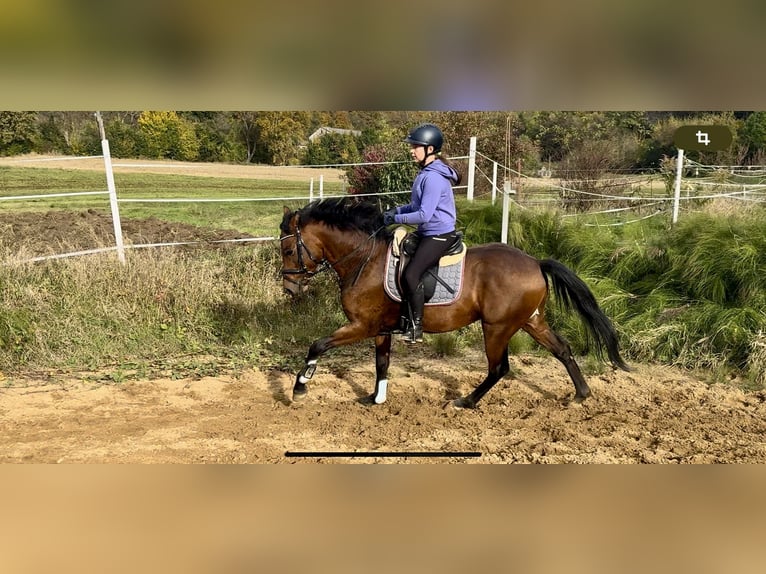 Deutsches Reitpony Hengst 3 Jahre 147 cm Brauner in Strullendorf