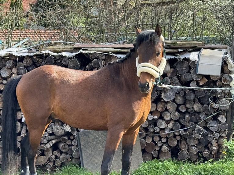 Deutsches Reitpony Hengst 3 Jahre 147 cm Brauner in Strullendorf