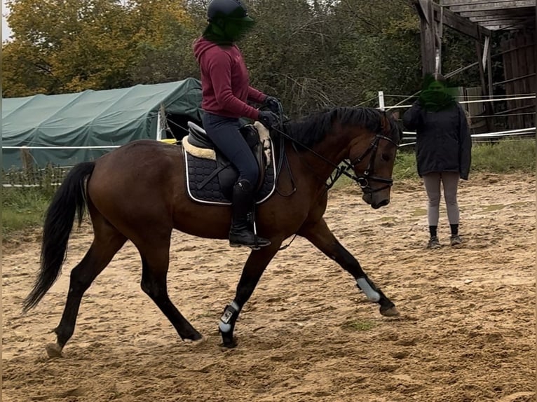 Deutsches Reitpony Hengst 3 Jahre 147 cm Brauner in Strullendorf