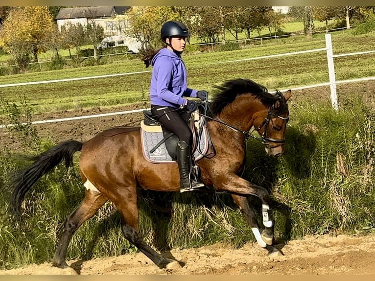 Deutsches Reitpony Hengst 3 Jahre 147 cm Brauner in Strullendorf