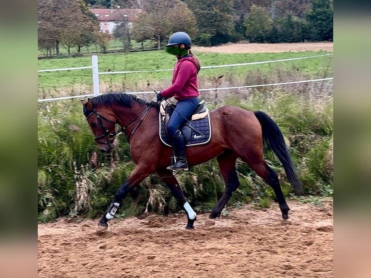 Deutsches Reitpony Hengst 3 Jahre 147 cm Brauner in Strullendorf