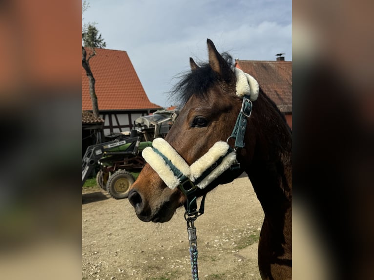 Deutsches Reitpony Hengst 3 Jahre 147 cm Brauner in Strullendorf