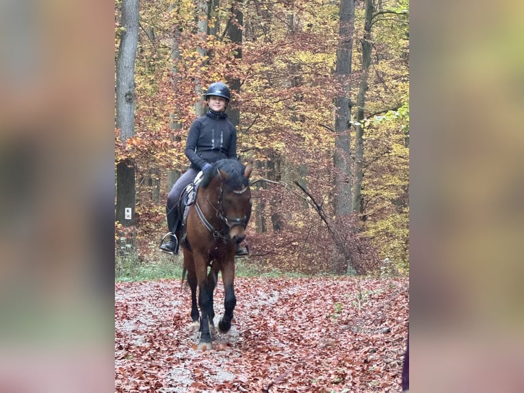 Deutsches Reitpony Hengst 3 Jahre 147 cm Brauner in Strullendorf