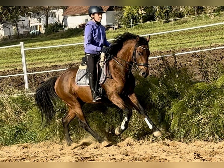 Deutsches Reitpony Hengst 3 Jahre 147 cm Brauner in Strullendorf