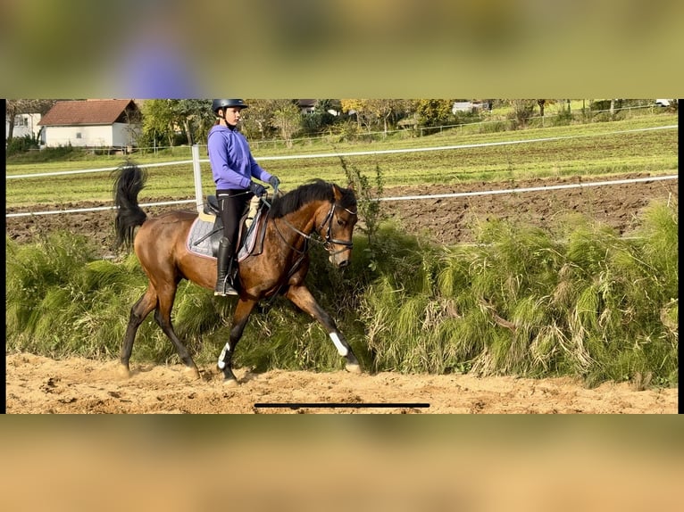 Deutsches Reitpony Hengst 3 Jahre 147 cm Brauner in Strullendorf