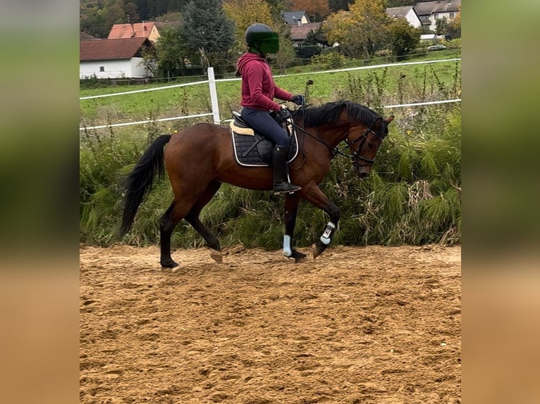 Deutsches Reitpony Hengst 3 Jahre 147 cm Brauner in Strullendorf