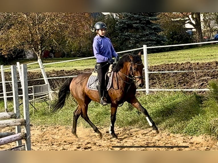 Deutsches Reitpony Hengst 3 Jahre 147 cm Brauner in Strullendorf