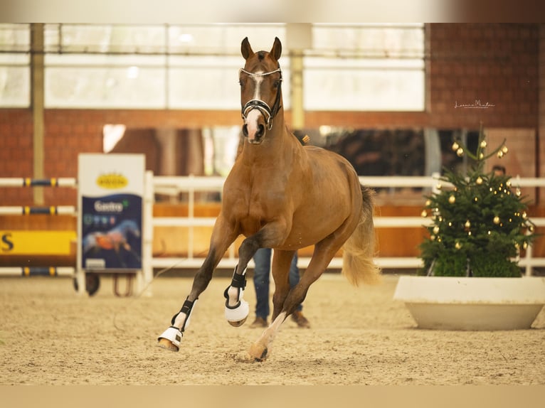 Deutsches Reitpony Hengst 3 Jahre 147 cm Brauner in Vettweiß