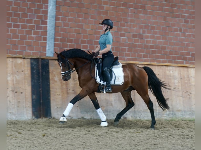 Deutsches Reitpony Hengst 3 Jahre 147 cm Brauner in Paderborn