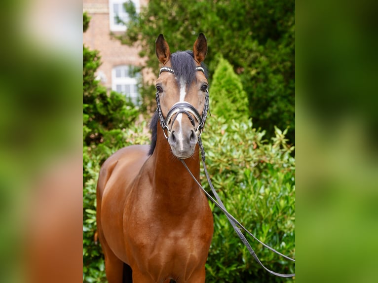 Deutsches Reitpony Hengst 3 Jahre 147 cm Brauner in Paderborn