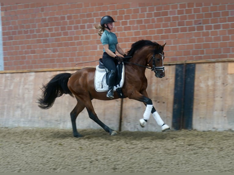 Deutsches Reitpony Hengst 3 Jahre 147 cm Brauner in Paderborn