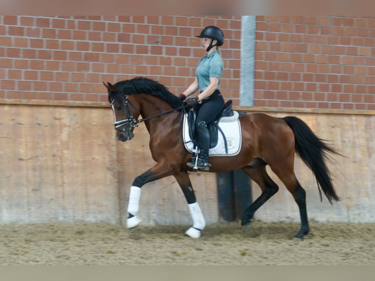 Deutsches Reitpony Hengst 3 Jahre 147 cm Brauner in Paderborn