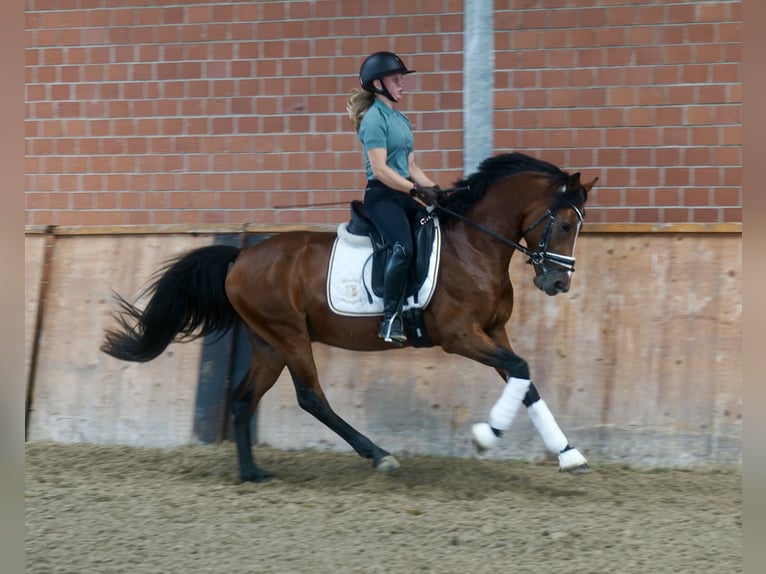 Deutsches Reitpony Hengst 3 Jahre 147 cm Brauner in Paderborn