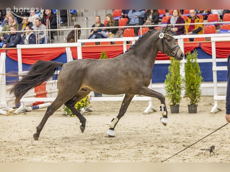 Deutsches Reitpony Hengst 3 Jahre 147 cm Buckskin in Wietmarschen