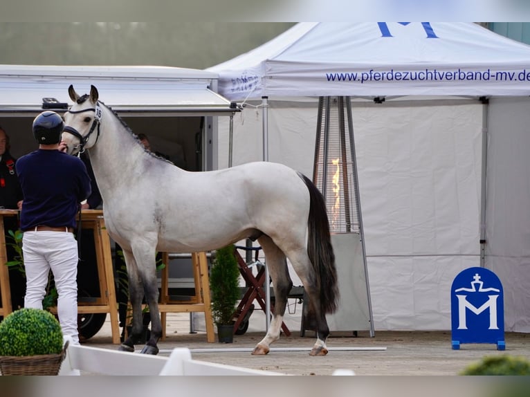 Deutsches Reitpony Hengst 3 Jahre 147 cm Buckskin in Friedland