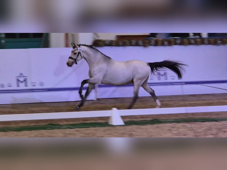 Deutsches Reitpony Hengst 3 Jahre 147 cm Buckskin in Friedland