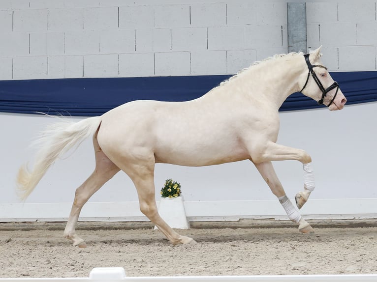 Deutsches Reitpony Hengst 3 Jahre 147 cm Cremello in Marsberg