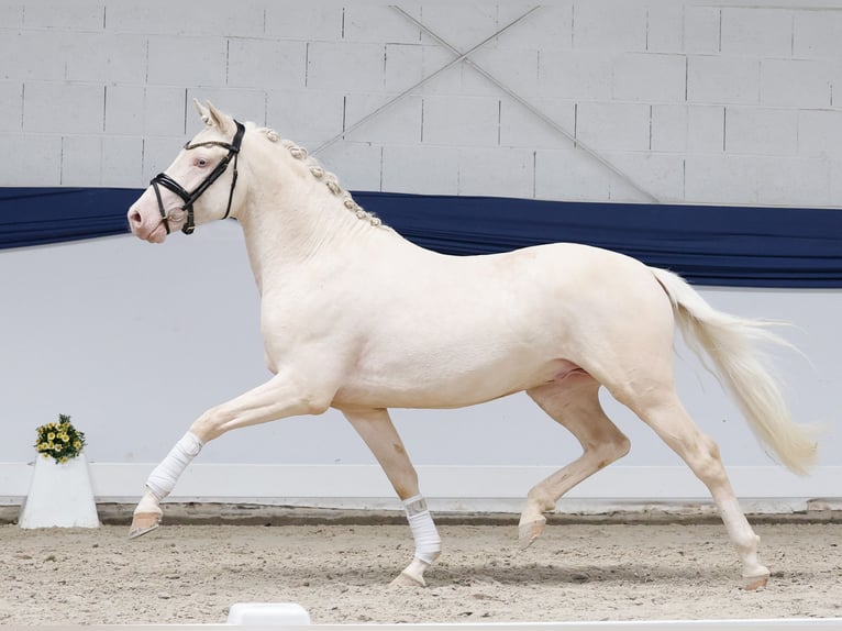 Deutsches Reitpony Hengst 3 Jahre 147 cm Cremello in Marsberg