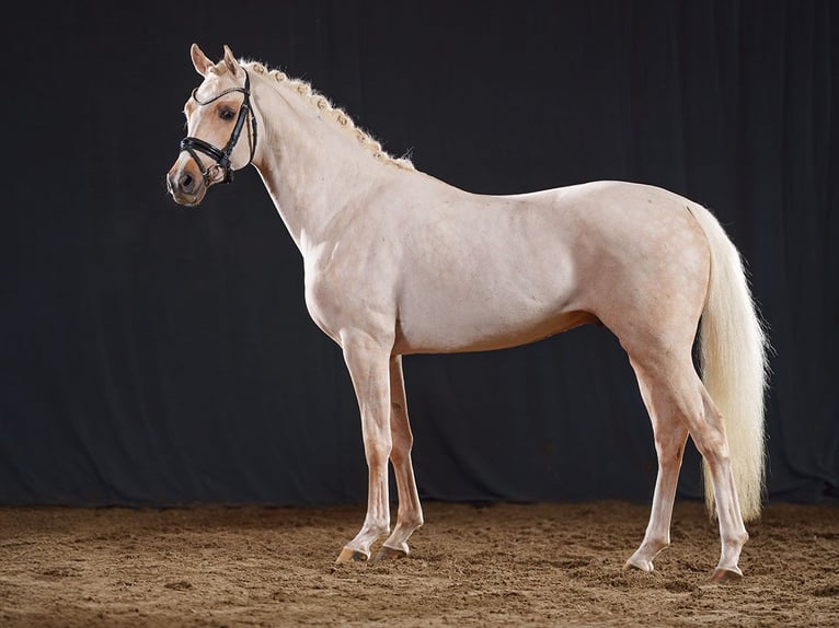 Deutsches Reitpony Hengst 3 Jahre 147 cm in Bedburg