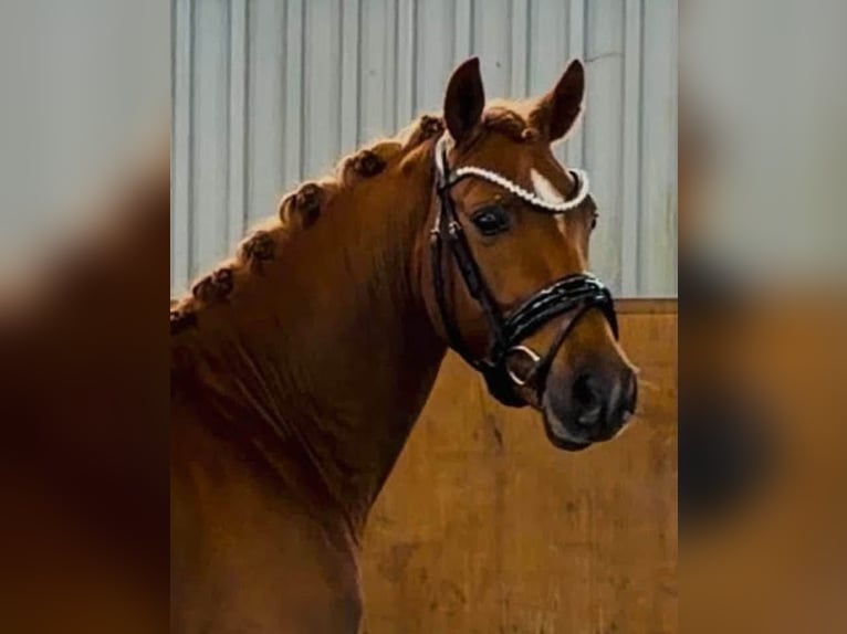 Deutsches Reitpony Hengst 3 Jahre 147 cm Dunkelfuchs in Achim
