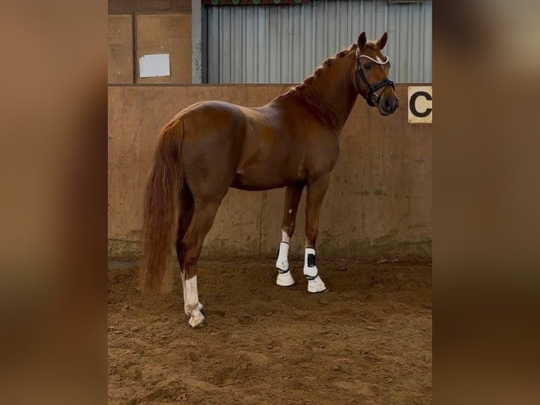 Deutsches Reitpony Hengst 3 Jahre 147 cm Dunkelfuchs in Achim