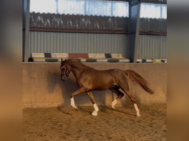 Deutsches Reitpony Hengst 3 Jahre 147 cm Dunkelfuchs in Achim
