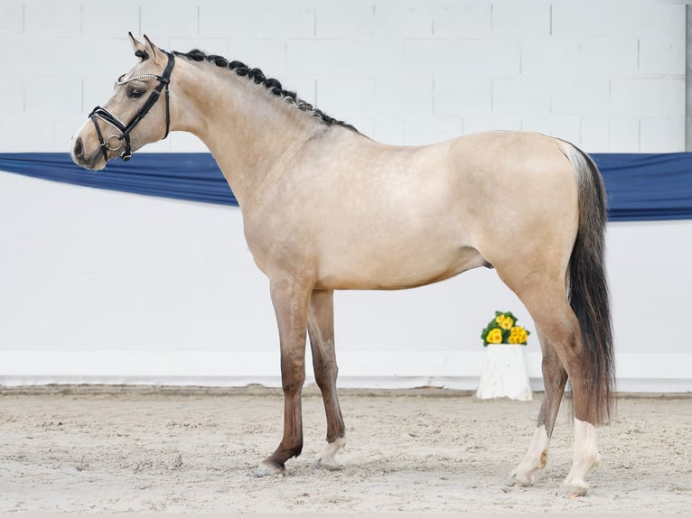 Deutsches Reitpony Hengst 3 Jahre 147 cm Falbe in Marsberg