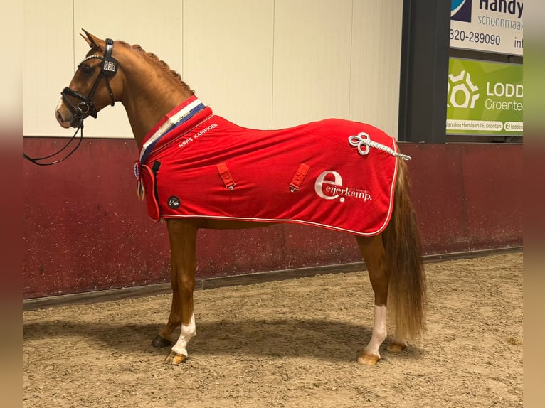 Deutsches Reitpony Hengst 3 Jahre 147 cm Fuchs in Mariahout