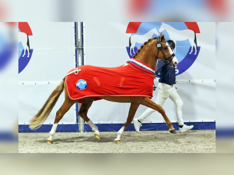 Deutsches Reitpony Hengst 3 Jahre 147 cm Fuchs in Mariahout