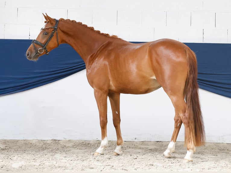 Deutsches Reitpony Hengst 3 Jahre 147 cm Fuchs in Marsberg
