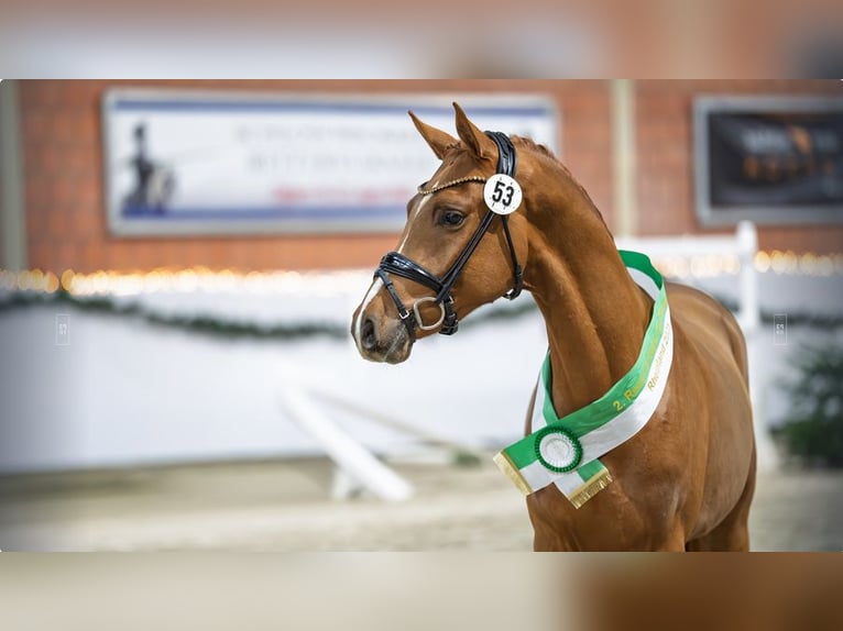 Deutsches Reitpony Hengst 3 Jahre 147 cm Fuchs in Mönchengladbach