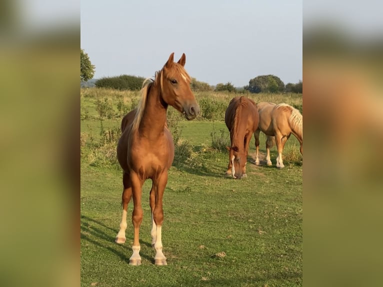 Deutsches Reitpony Hengst 3 Jahre 147 cm Fuchs in Achim