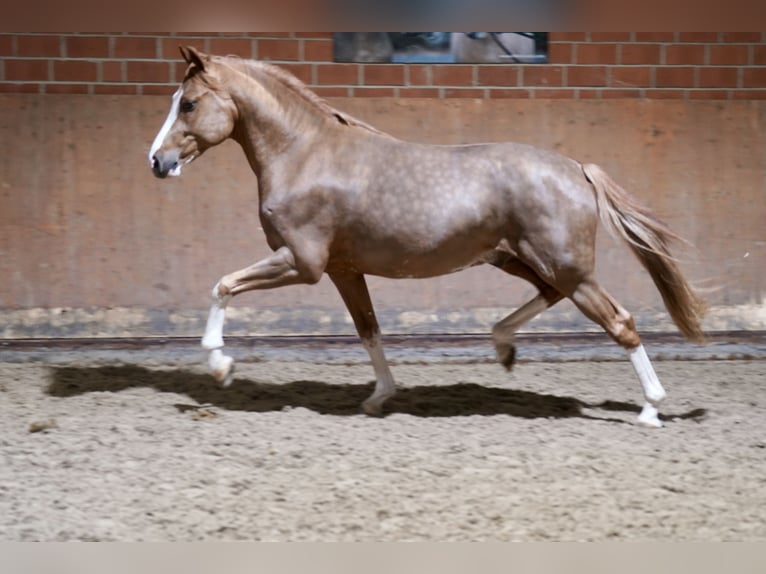 Deutsches Reitpony Hengst 3 Jahre 147 cm Fuchs in Paderborn